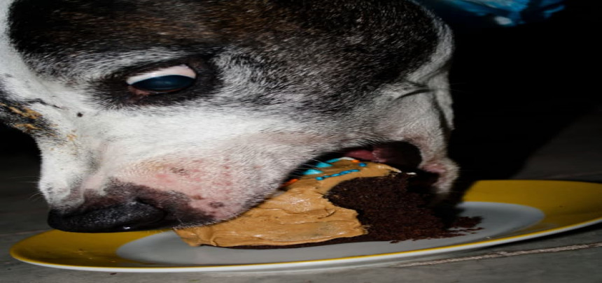 You eat like a dog